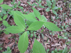 Lindera sericea