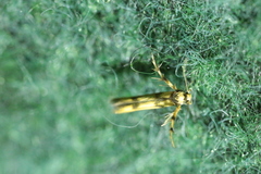 Stathmopoda pedella