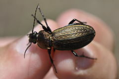 Carabus monilis