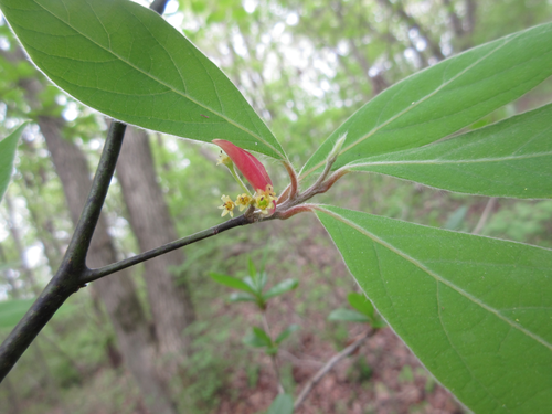 Lindera sericea iNat (3)