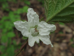 Rubus crataegifolius