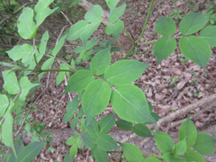 Sambucus williamsii