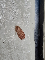 Syringoseca rhodoxantha