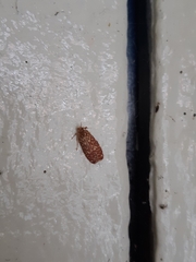 Syringoseca rhodoxantha