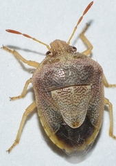 Stagonomus grenieri