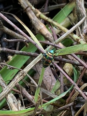 Lampromicra jactator