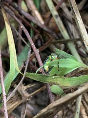 Lampromicra jactator
