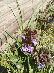 Glechoma hederacea