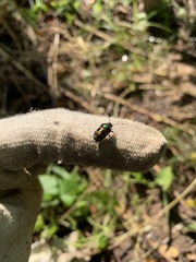 Lampromicra jactator