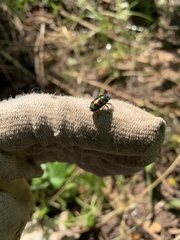 Lampromicra jactator