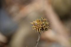 Castanopsis formosana