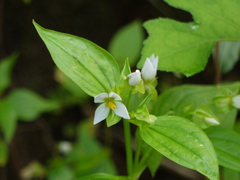 Exacum pedunculatum