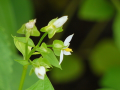 Exacum pedunculatum