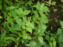 Exacum pedunculatum