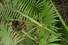 Scirpus ternatanus