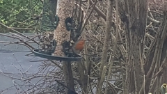 Erithacus rubecula