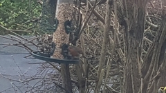 Erithacus rubecula
