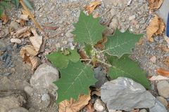 Solanum lasiocarpum