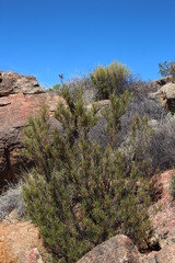 Dodonaea viscosa angustissima