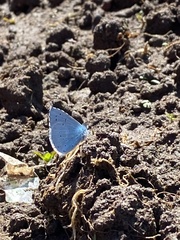 Celastrina argiolus