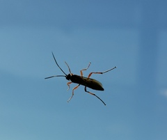 Diphyus