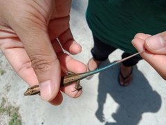Emoia cyanura