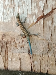 Emoia cyanura
