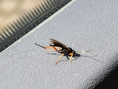 Diphyus