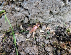 Conoderus semimarginatus