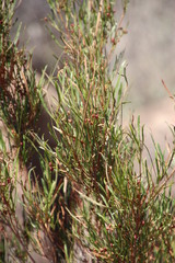 Dodonaea viscosa angustissima