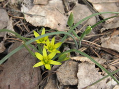 Gagea pusilla