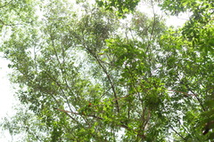 Castanopsis formosana