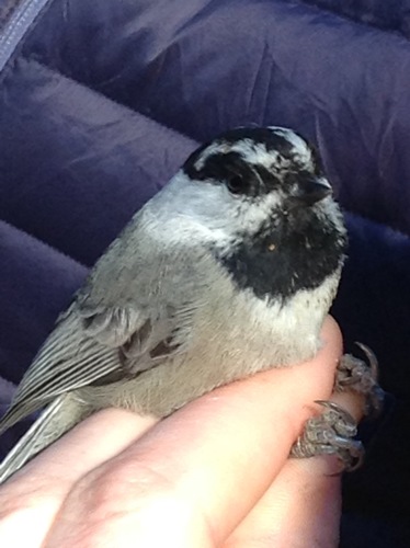 iNaturalist observation photo of Mountain Chickadee
