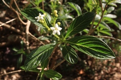 Psychotria nervosa
