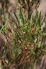 Dodonaea viscosa angustissima