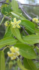 Pentopetia