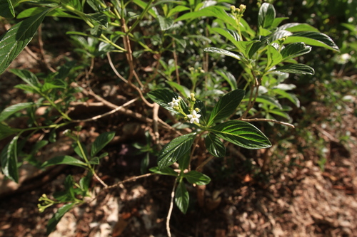 Eumachia microdon, photograph 5