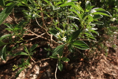 Psychotria nervosa