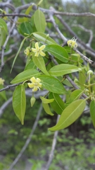 Pentopetia