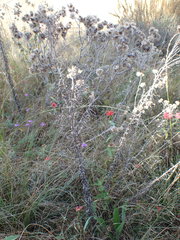 Pseudognaphalium oligandrum