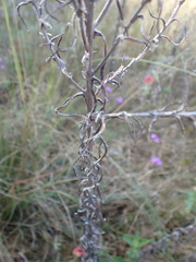 Pseudognaphalium oligandrum