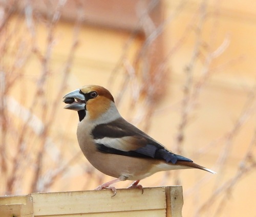 Hawfinch (Coccothraustes coccothraustes), photo 7