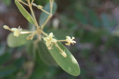 Morisonia ferruginea