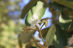 Morisonia ferruginea