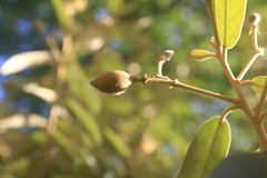 Morisonia ferruginea
