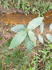 Ficus fraseri