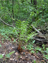 Dryopteris affinis