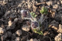 Pulsatilla campanella
