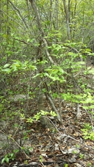 Adenia olaboensis image