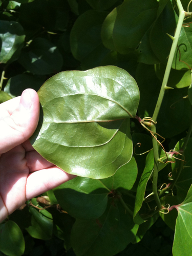 Bullbrier
